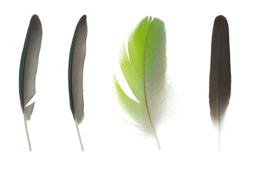 Beautiful colorful collection feather isolated on white background