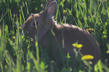 spring rabbit in a green field, easter symbol, beautiful april easter background