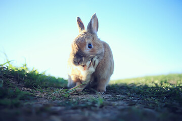 spring rabbit in a green field, easter symbol, beautiful april easter background