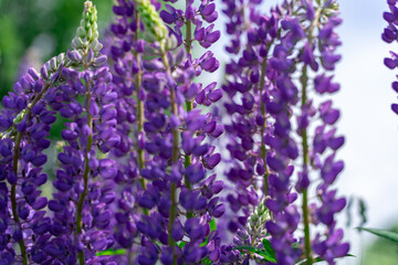 purple lupine flowers close-up. eco background