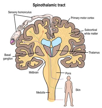 The pathway of sensory perception of brain "spinothalamic track".