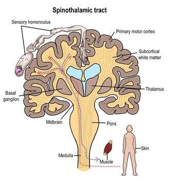 The track of brain control of motor funciton and sensory perception.