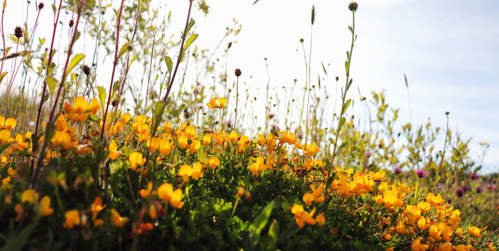 beautiful nature background with wild Irish flowers growing on the forest floor