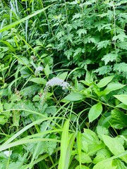 green leaves in the garden