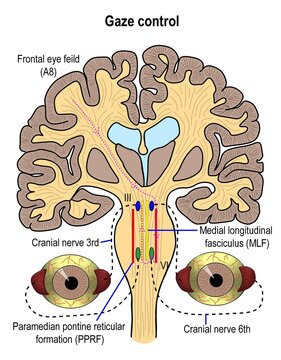The mechanism of brain controles horizontal eye movements down from cortex to brain stem and extraoccular muscle of eye.