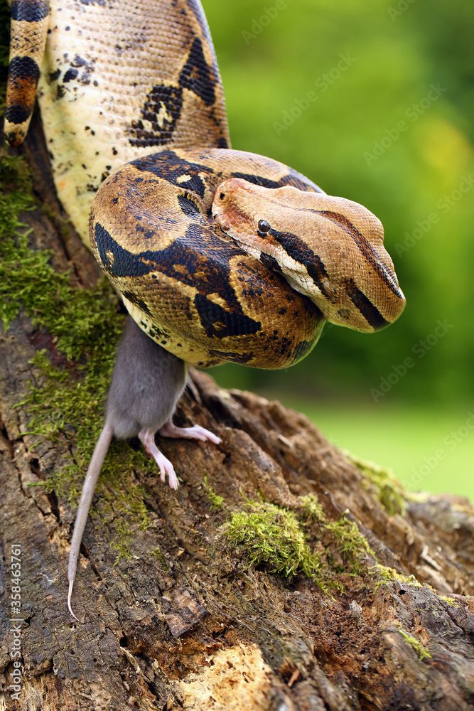 Sticker The boa constrictor (Boa constrictor), also called the red-tailed boa or the common boa, with prey caught on an old branch. Boa with a caught rat.