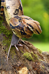The boa constrictor (Boa constrictor), also called the red-tailed boa or the common boa, with prey caught on an old branch. Boa with a caught rat.