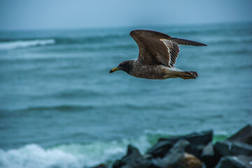 seagull in flight