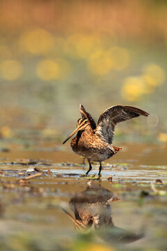 The common snipe (Gallinago gallinago) walking blossom lagoon. A common snipe with i stretches and with outstretched wings stands with yellow flowers in the background.