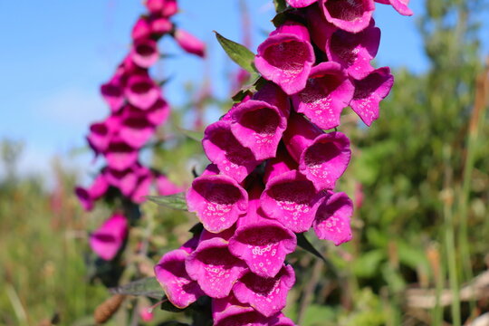 fox glove plant blossoming in the Irish countryside, closeup and selective focus, Irish wild flowers