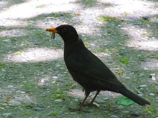 Starling looking for insects for chicks