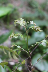 Young leaves green and soft