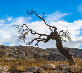 Fototapeta na wymiar It's Dry tree over the mountain with stones
