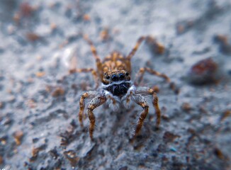 spider on the web