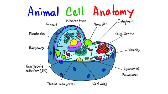 Draw a neat labelled diagram of animal cell | Animal cell, Diagram, Cell