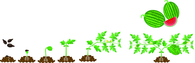 Watermelon growing cycle vector illustration in flat design. Planting process of Watermelon plant. Watermelon growth from grain to flowering and fruit-bearing plant isolated on white background.