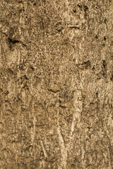 evocative image of tree bark texture