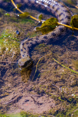 Grass snake floats on the lake