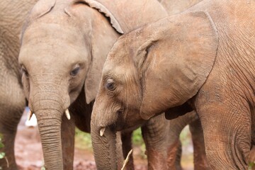 Fototapeta na wymiar African baby elephant