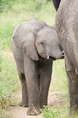 Naklejka premium African baby elephant