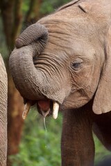 African baby elephant