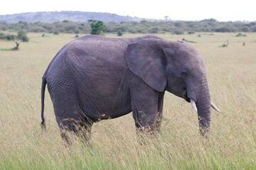 Naklejka na ściany i meble elephant in the savannah