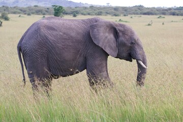 Naklejka na ściany i meble African elephant in the wild
