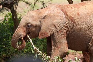 African baby elephant