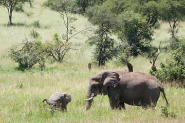 Fototapeta premium elephants in the savannah