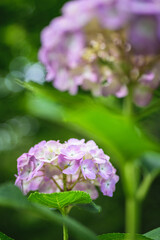 紫陽花の季節