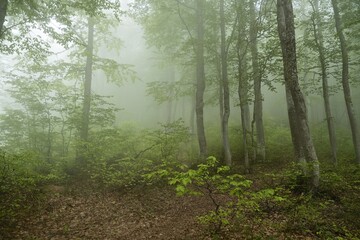 Fototapeta na wymiar Fog in alpine deciduous forest. Spring leaves on the trees. Absolute silence.