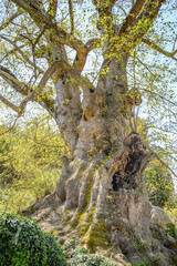 It's Tree of desires in Turkey