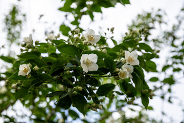 spring jasmine flowers against the sky