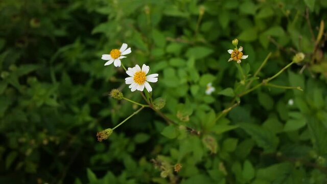 Bellis perennis is a common European species of daisy, of the family Asteraceae, often considered the archetypal species of that name