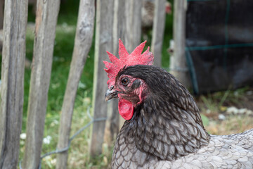 Portrait photo of a gray laying hen with a red comb, named Barred Plymouth Rock