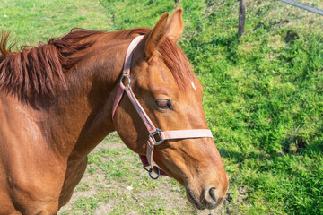 Portrait of a brown horse with bridle in a green meadow