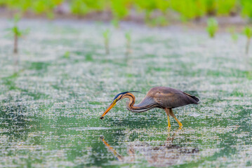 Purple heron or ardea purpurea is hunting in a pond or lake