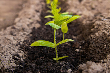 Green sprout. A young flower seedling grows on a garden bed.