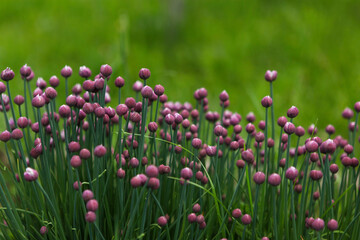 Buds of flowering decorative bow. Violet flowers blossom, round shape, on green blurred background close up. Spring decorative garden.