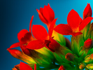 Lots of red flowers, natural backgrounds