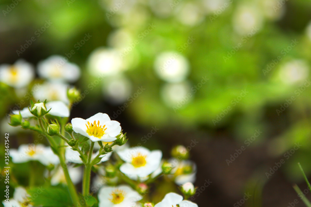 Wall mural flowering bushes of strawberry, white flowers in a garden. top view of strawberry flower.