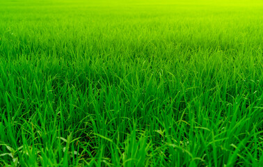 Rice plantation. Green rice paddy field. Organic rice farm in asia. Rice growing agriculture. Green paddy field. Paddy-sown ricefield cultivation. Asian food. Green grass leaves with raindrops.