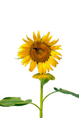 Flower of sunflower and bee isolated on white background.