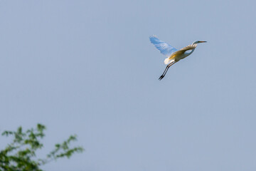 White heron in flight on a lake