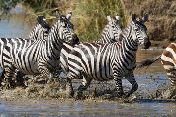 Zebra herd running through muddy river splashing in Serengeti National Park Tanzania