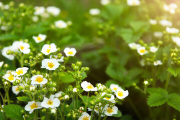 Flowering bushes of strawberry, white flowers in a garden. Top view of strawberry flower.