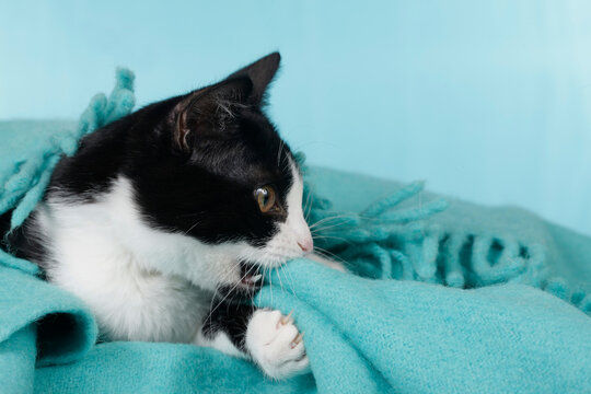 Cute cat bites in blanket