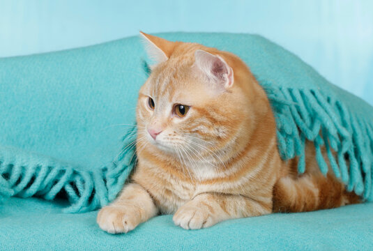 Red cat lying on blue blanket