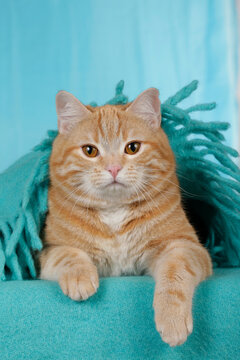Cute red cat looking at camera