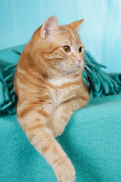 Red cat lying on blue blanket